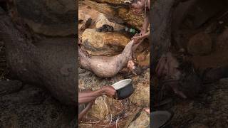 Hadzabe successfully Hunt Porcupine and Cooking in the Forest tradition bushcraft [upl. by Yde]