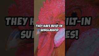 Incredible Facts About Roosters 🐓 Shorts Rooster [upl. by Calia590]