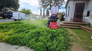 OVERGROWN Lawn INFESTED With Clover Gets A Satisfying CLEANUP [upl. by Anum794]