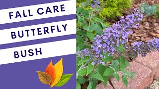 Butterfly Bush Fall Care Buddleia [upl. by Yknip]