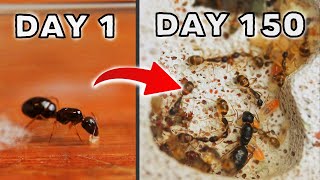 SIMULATING AN ANT COLONY FOR 150 DAYS  SUGAR ANTS [upl. by Alayne]