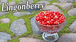 LINGONBERRY  Blueberrys Delicious Cousin  Weird Fruit Explorer [upl. by Etteyafal]