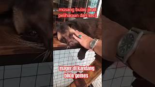 musang bulan jinak‼️dipelihara dari kecil‼️lucuampbikin gemes shortsmusangbulan [upl. by Carol20]