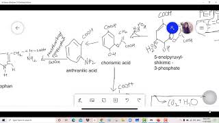 shikimic acid pathway [upl. by Ellennaj28]