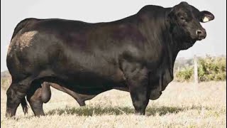 Brangus Cattle  Breed [upl. by Carolann]