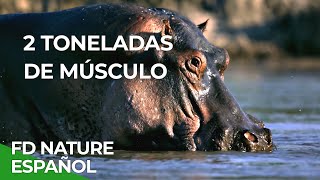 Rivales de Sangre Hipopótamo vs León  Free Documentary Nature  Español [upl. by Zetana]