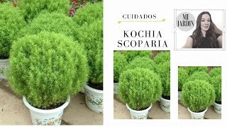 Arbusto Kochia Scoparia [upl. by Eatnad]