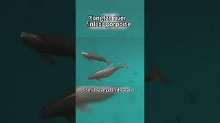 The finless porpoises smile at you cuteanimals [upl. by Ayotl552]