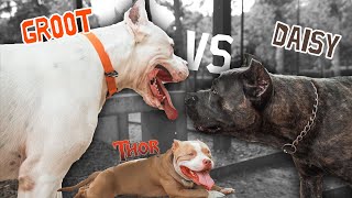 გრუტის შეხვედრა თორისთან  Doggo Argentino vs Cane corso [upl. by Eerhs475]