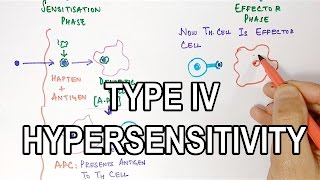 Type IV Hypersensitivity [upl. by Kciregor]