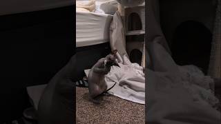 Growling cat Dont take my toy podo sphynx sphynxcat cutecat playfulpets cat kitten jgfam [upl. by Merritt]