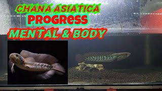 Chana Asiatica Progress Diet Dan Gondrong [upl. by Fates]