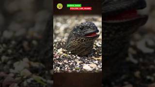 Snake VS Iguana  Wildlife nature snake Iguana animalworld [upl. by Eirallih]