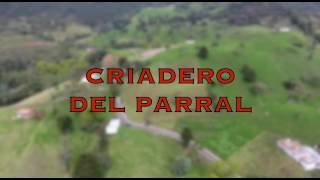 DEL PARRAL CRIADERO [upl. by Ynomrah]