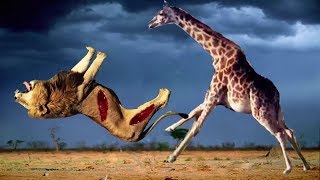 기린 vs 사자 우열을 가릴 수 없는 싸움ㅣPOWERFUL GIRAFFE vs LION REAL FIGHT [upl. by Salvador531]