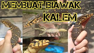 Menjinakkan Varanus Salvator Biawak Air Kalem [upl. by Ednarb]