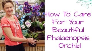 How To Care For Your Beautiful Phalaenopsis Orchid [upl. by Crystal]