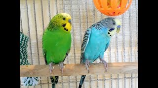 My pet budgies 10 Hr singing New unique footage of pet parakeets chirping [upl. by Ahsats]