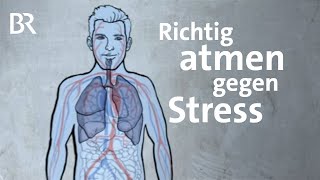 Die 4711 Atemtechnik hilft gegen Stress und bei Schlafproblemen  Gut zu wissen  BR [upl. by Nywled653]