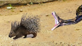 This Snake Was Doomed Rare Animal Fights Caught on Camera [upl. by Une]