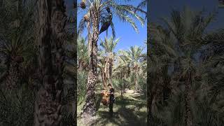 Harvesting dates Behbahan Khuzestan Iran برداشت خرما [upl. by Atteve162]