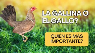 quotGallina y Genética La FUERZA Silenciosa detrás del Gallo de COMBATEquot [upl. by Yroc697]