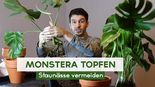 Monstera Stecklinge einpflanzen  Fensterblatt eintopfen [upl. by Esylla470]