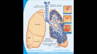 poumon  RONCHIS [upl. by Ime]