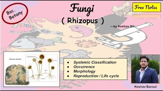 Rhizopus fungi  Morphology amp Life cycle  Rep  Bsc  Free PDF notes  by VEX [upl. by Sorac]