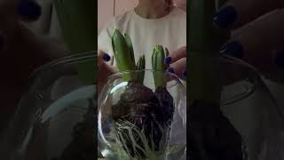 Гіацинт Hyacinthus hyacinth plantae plants квіти [upl. by Merna806]