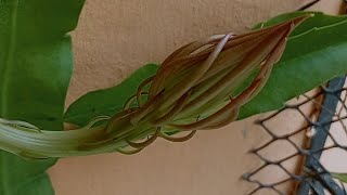 Brahma Kamal  The Lotus of Brahma  ब्रह्मकमळ फुल  Himalaya  Brahma Kamal plant [upl. by Aelber]