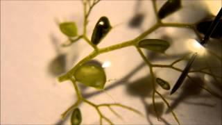 Utricularia australis Traps  A Carnivorous Plant [upl. by Cirek]