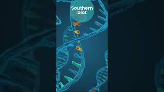 Southern blot Western blot Northern blotEastern blot [upl. by Fein]