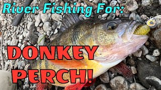 River Fishing for UNEXPECTED JUMBO PERCH SHATTERED MY PB [upl. by Akcinahs536]