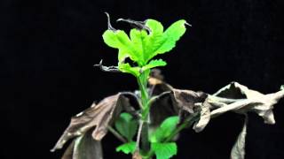 Paraquat SOA 22 giant ragweed growing point [upl. by Weathers]