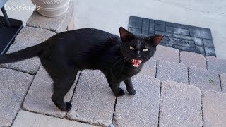 Boo Day 8  Whos Hissing  Training and Socializing A Feral Cat [upl. by Saul]