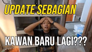 Update Kadal Biawak quotKADALISquot  Varanus Family vlog54 [upl. by Brooking]