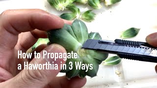 How to Propagate a Haworthia in 3 Ways [upl. by Sumerlin]