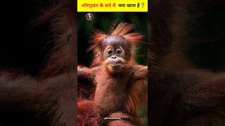 Orangutan Monkey Facts In Hindi  New World Monkeys Facts Monkey Facts shorts 2024 [upl. by Alica]