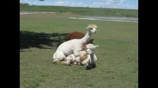 Alpacas breeding [upl. by Gabrielson]