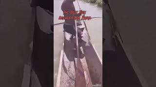 The Best Fish Archer from Papua shorts fishing fish [upl. by Aran]