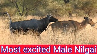 How Long Excitement Have Nilgai junglesafary [upl. by Jea]