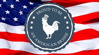 Freedom Chicken American Bresse [upl. by Ransom]