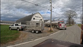 Milk pickup on our 70 cow dairy and moving heifers back to the main barn for breeding… [upl. by Natek]