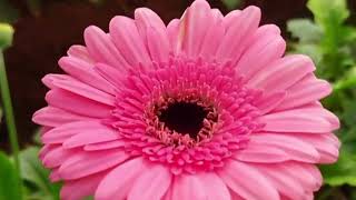 gerbera flower ♥️♥️♥️homegardenflowers likesharesubscribe flowerlover [upl. by Asim]