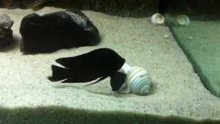 Altolamprologus calvus black Sumbu pairing up to spawn  PISCES [upl. by Aicina]