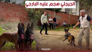 بهذه الطريقة يتعامل مروض الكلاب مع كلبه و حسينالجيجلي تهجم عليه الـ quotBerger allemand quot [upl. by Goldshell]