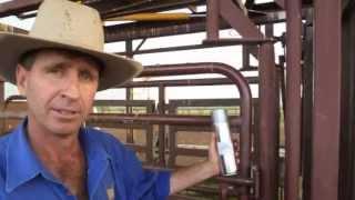 Dehorning and branding pain relief trials Australia [upl. by Wanids]