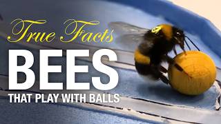 True Facts Bees That Play With Balls And Do Math [upl. by Swayder]