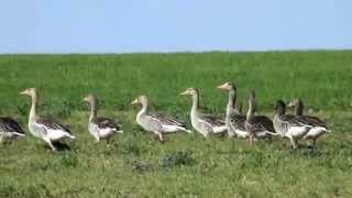 Gaste salbatice Greylag Geese Anser anser [upl. by Concettina]